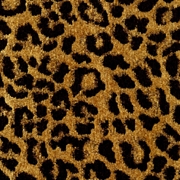 Picture of Leopardo Gold