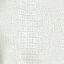 Picture of Everglade Crocodile Oyster